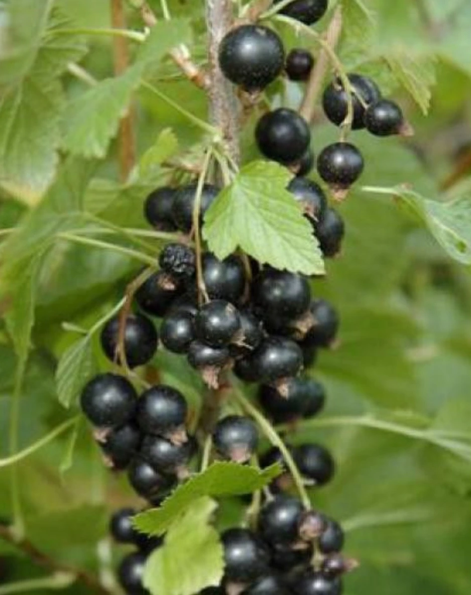 black Currant plants for sale
