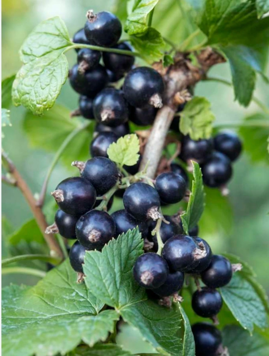 black Currant plants for sale - photo 2
