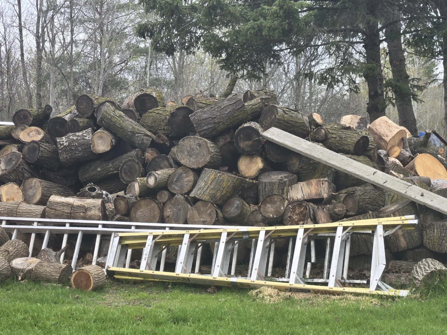 Firewood Logs