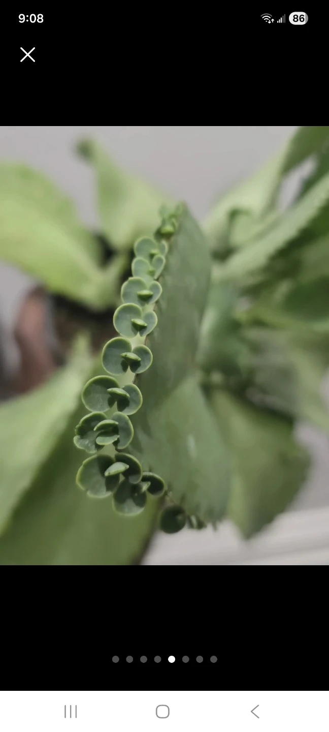 Kalanchoe Plant in Black Pot - photo 5