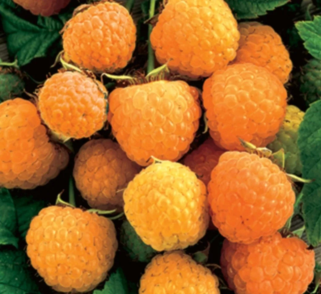Golden Raspberries canes available