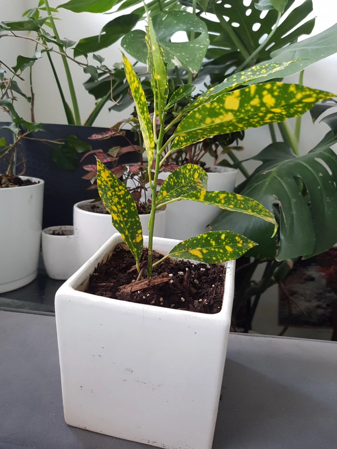 Variegated Croton Plant - photo 3