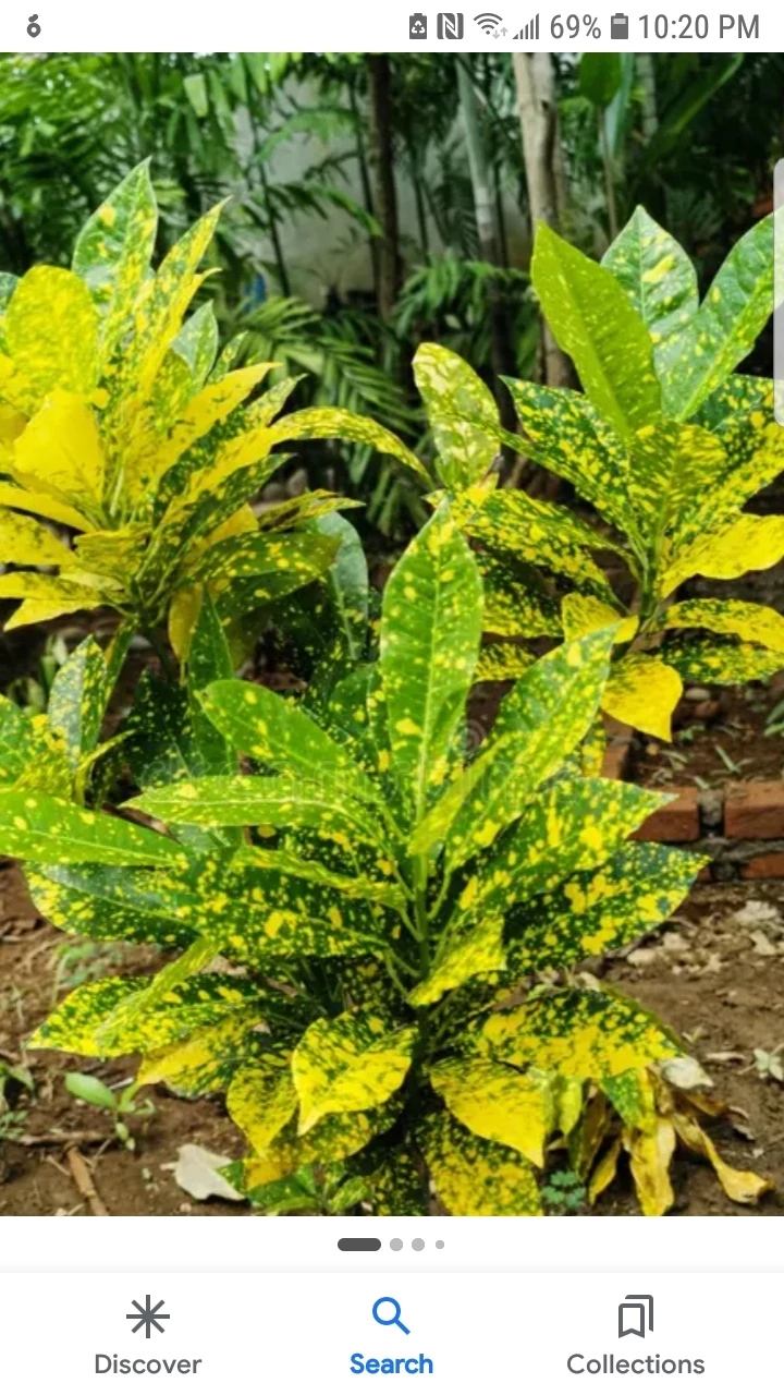 Variegated Croton Plant - photo 4