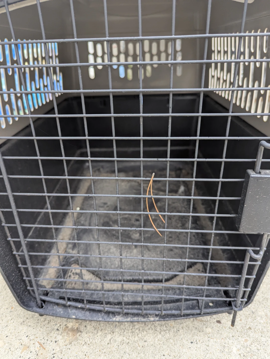 Large Dog Crate Carrier - photo 4