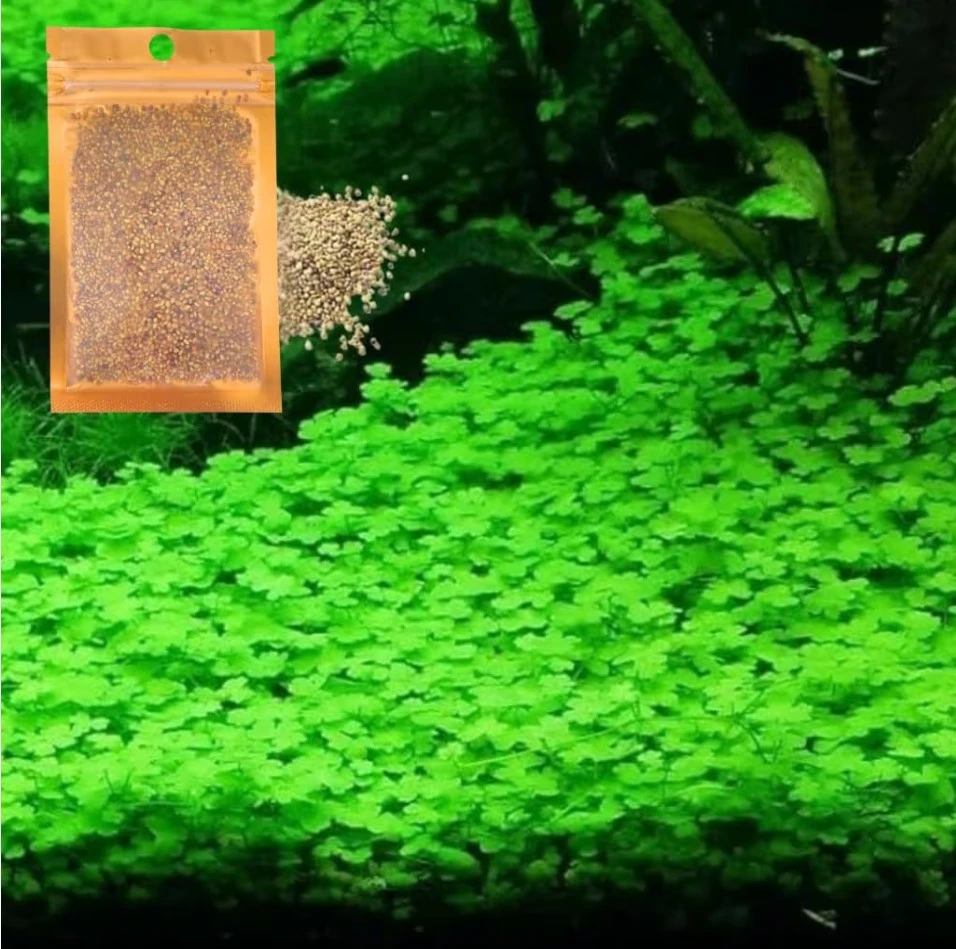 Small leaf aquatic seed