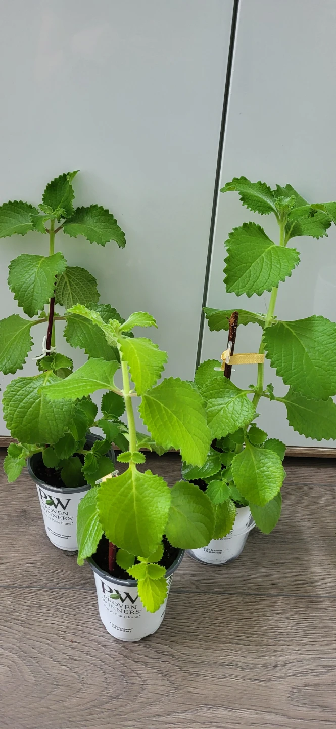 Mexican Mint / Cuban Oregano