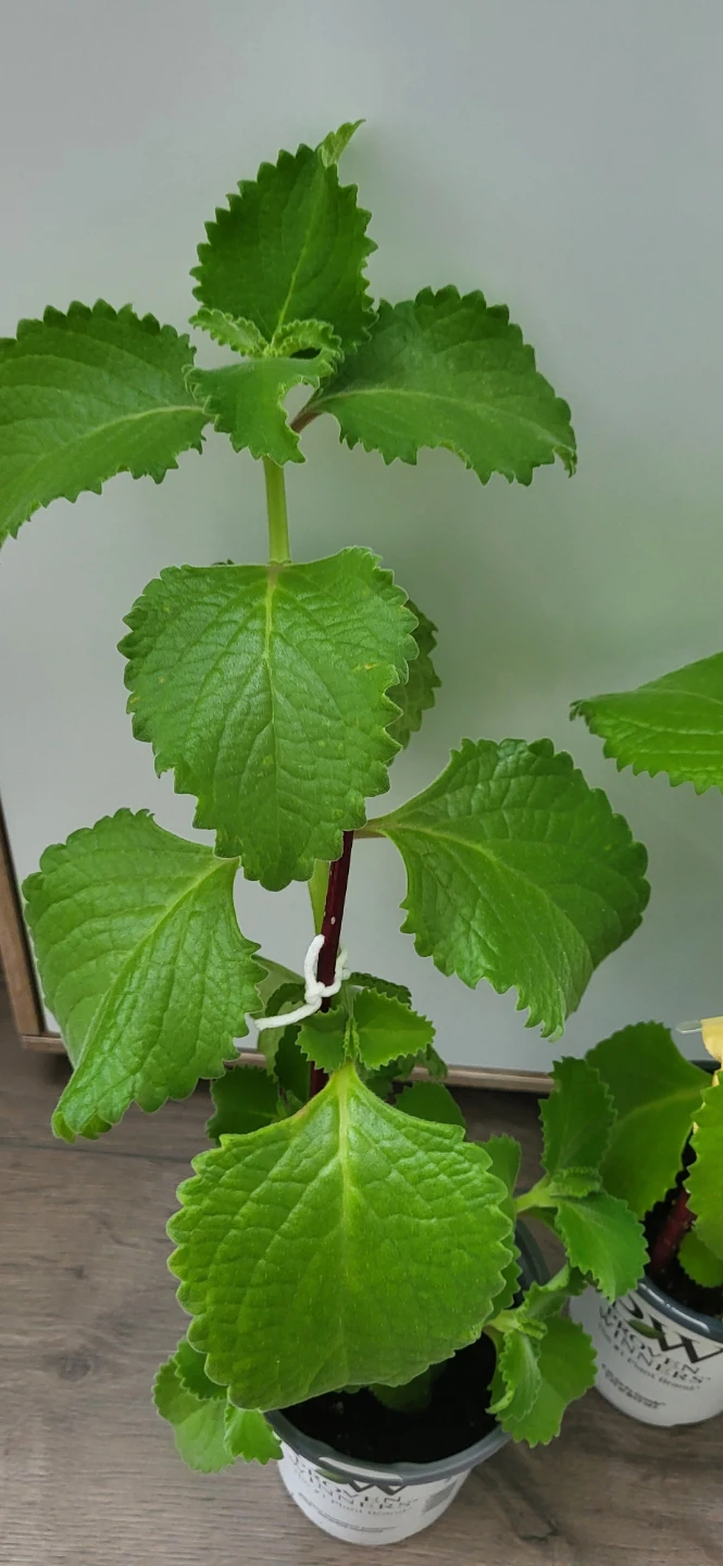 Mexican Mint / Cuban Oregano - photo 2