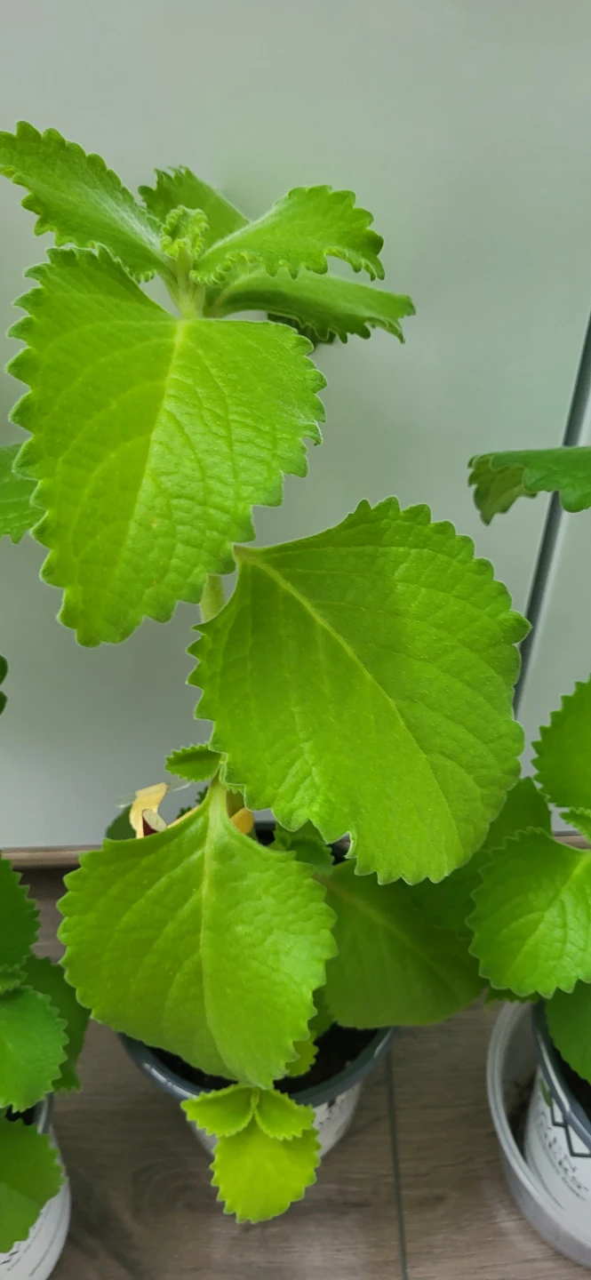 Mexican Mint / Cuban Oregano - photo 3