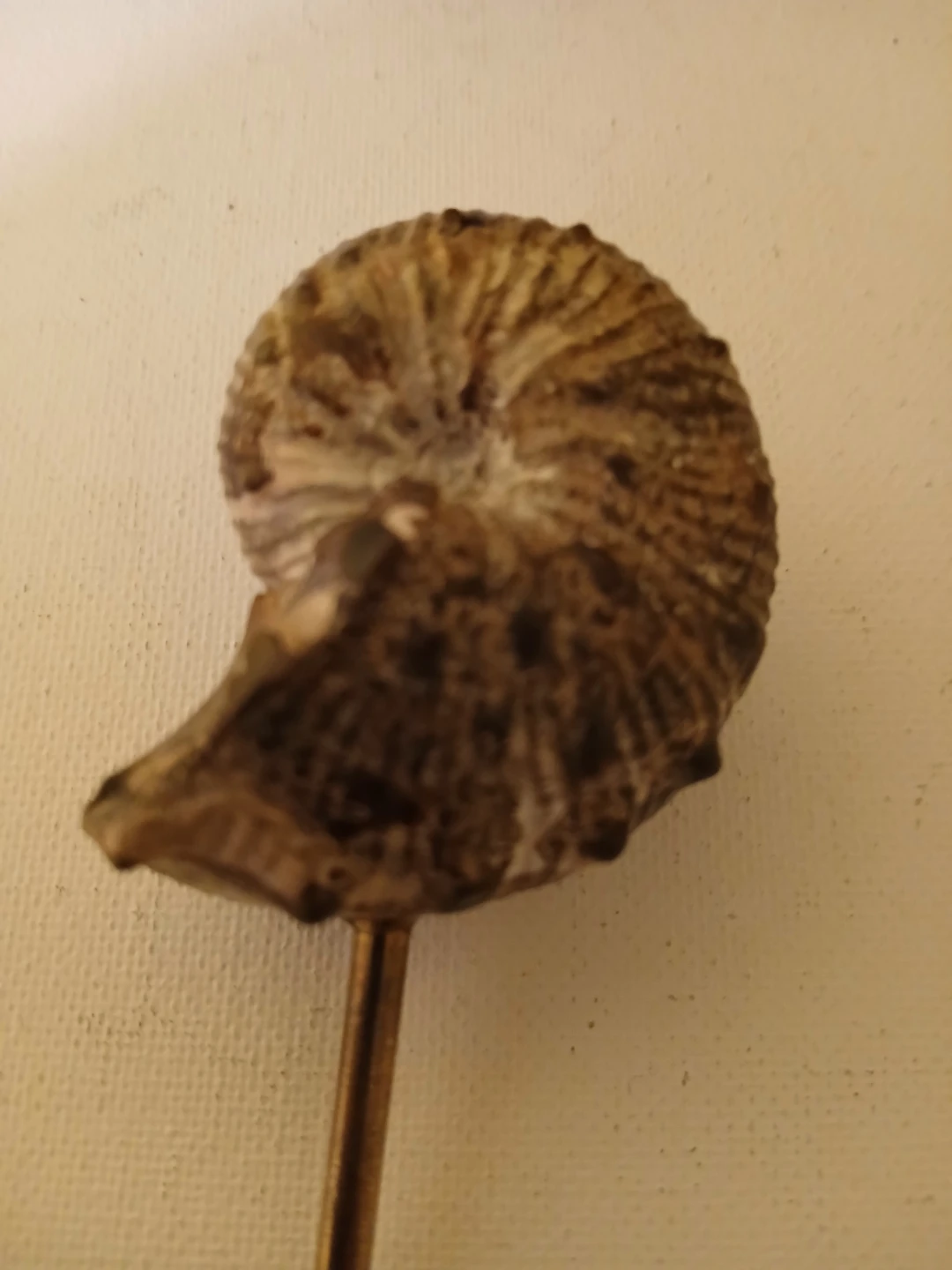 Ammonite Fossil on Stand - photo 3