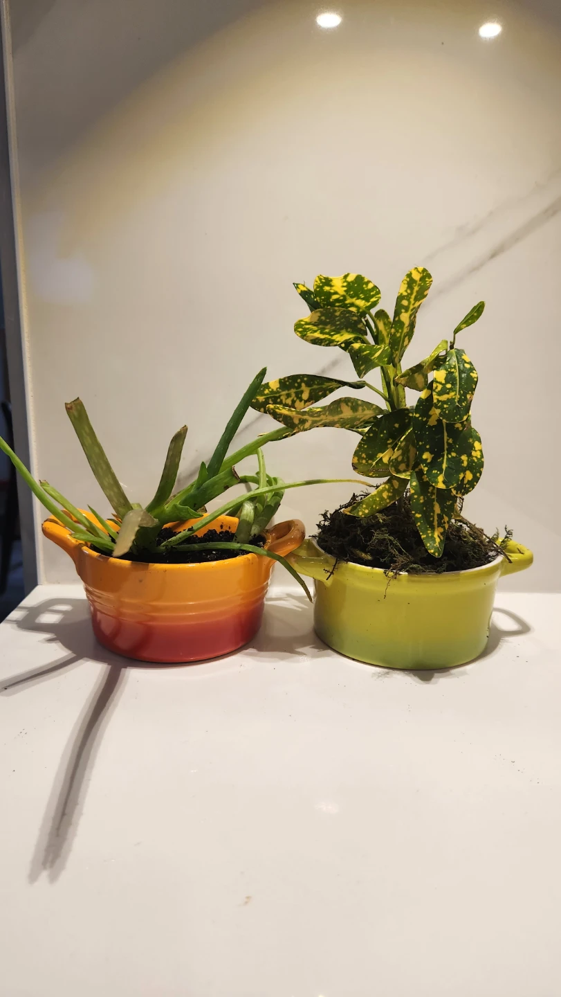 Mini Dutch oven upcycled planters with plants
