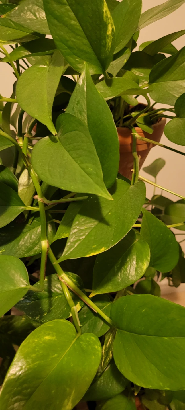 Pothos - photo 2