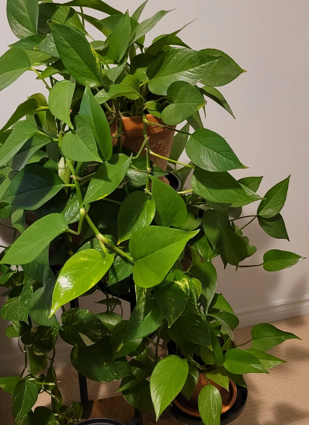 Pothos - photo 3