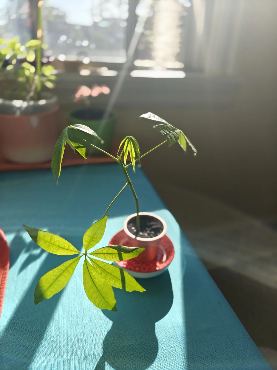 6" Money Tree seedling in a small pot