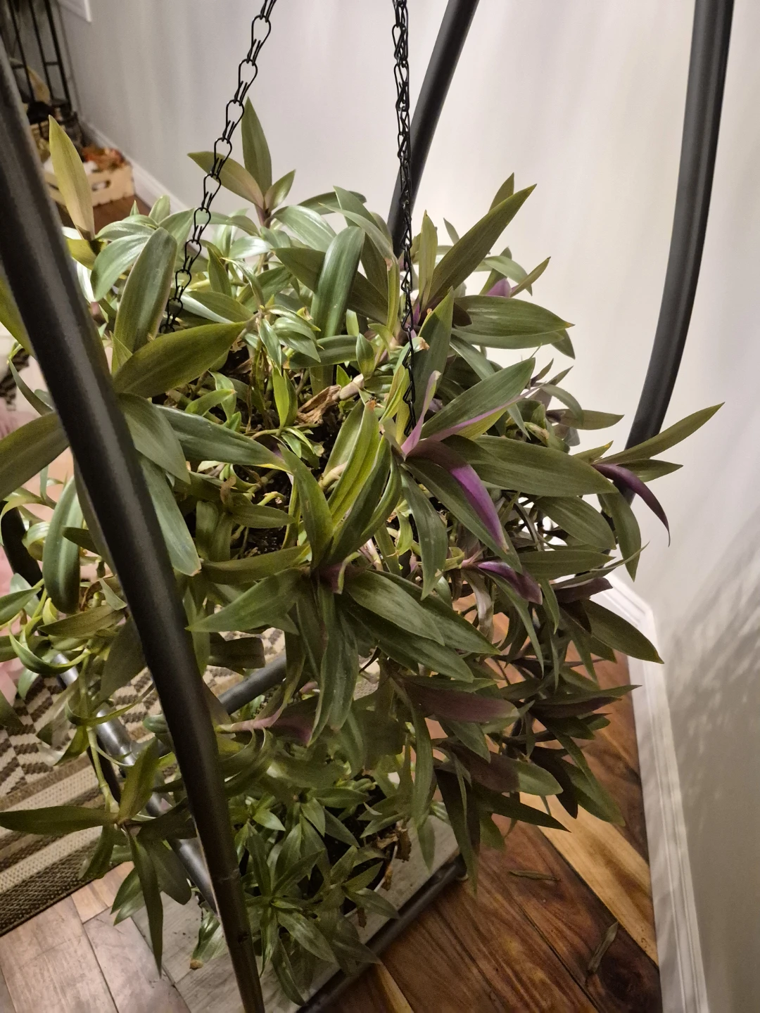 Hanging Plant /moses in craddle/ tradescantia