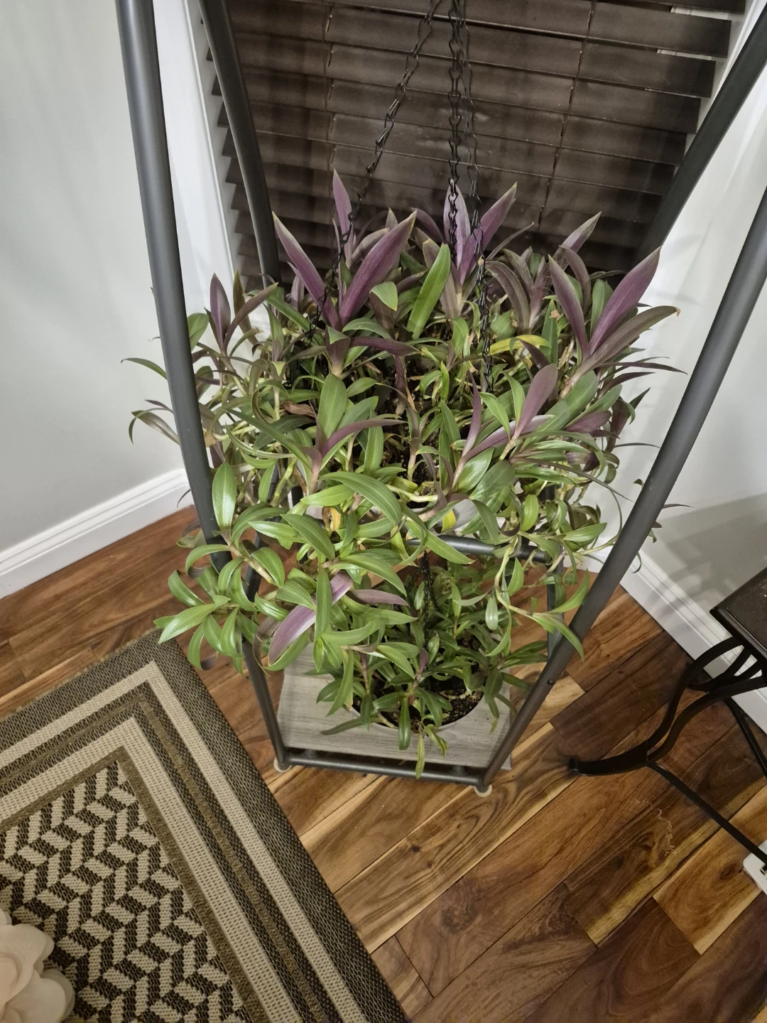 Hanging Plant /moses in craddle/ tradescantia - photo 3