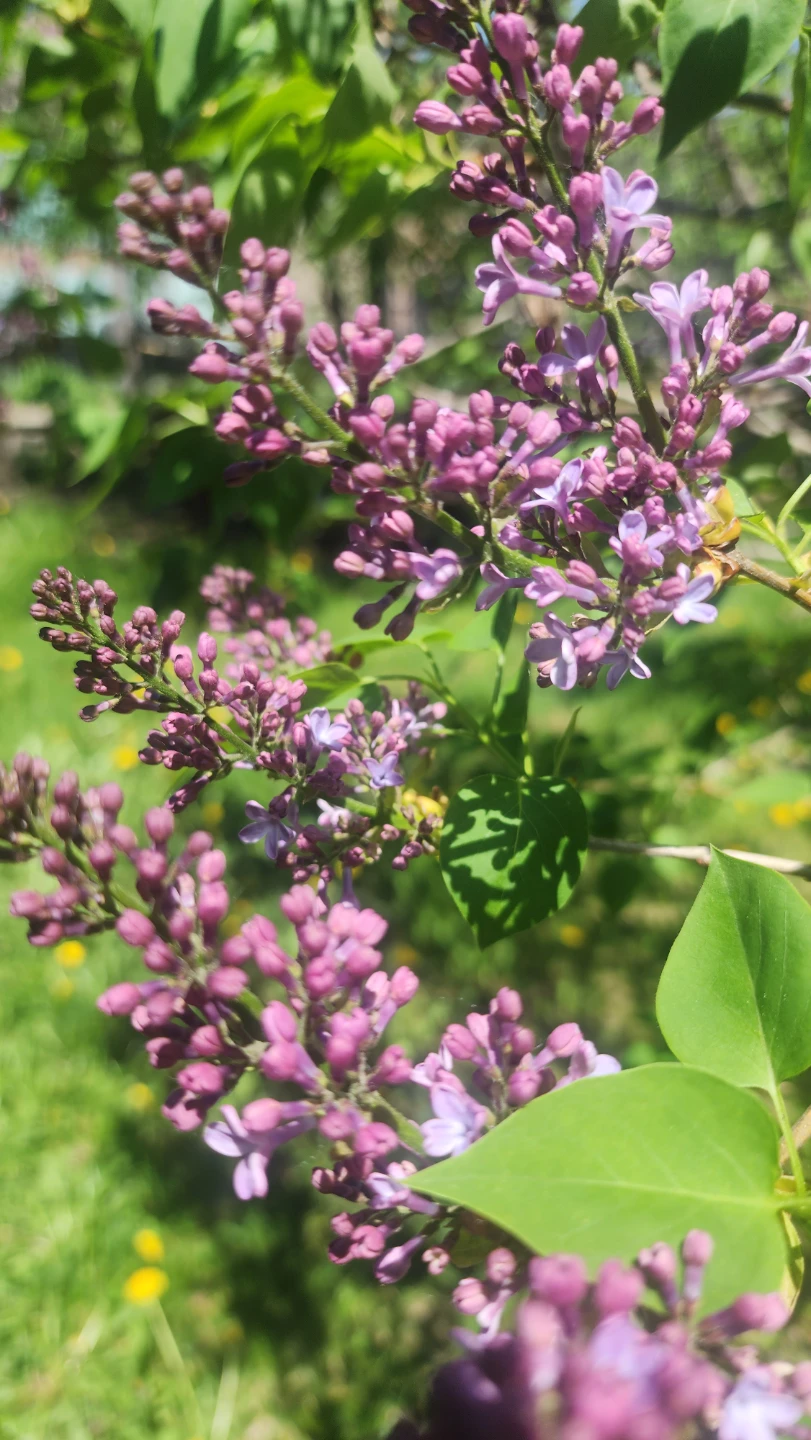 Lilac Plant