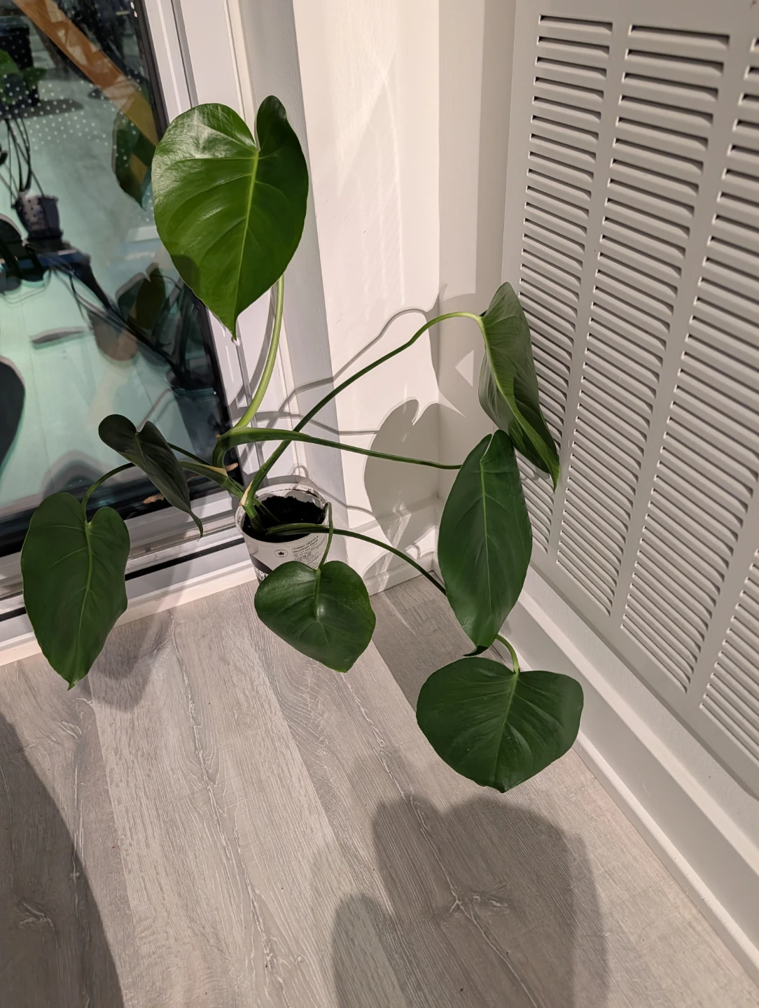 Monstera Deliciosa Plant