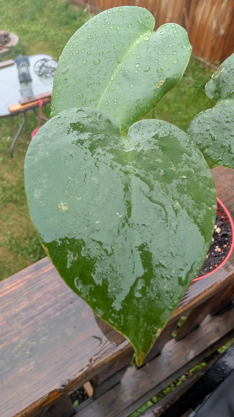 Small Monstera Deliciosa for sale! 🌱