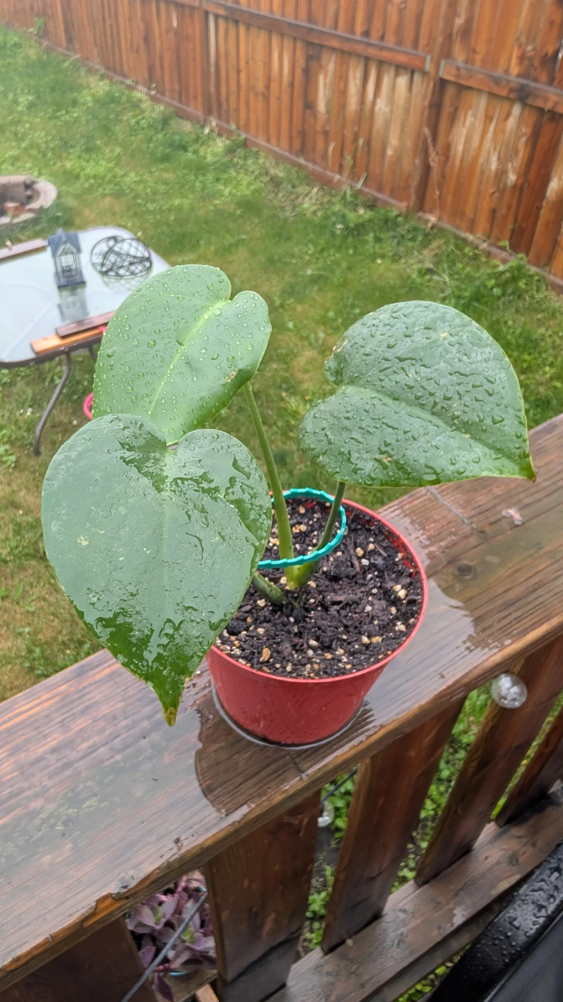 Small Monstera Deliciosa for sale! 🌱 - photo 2