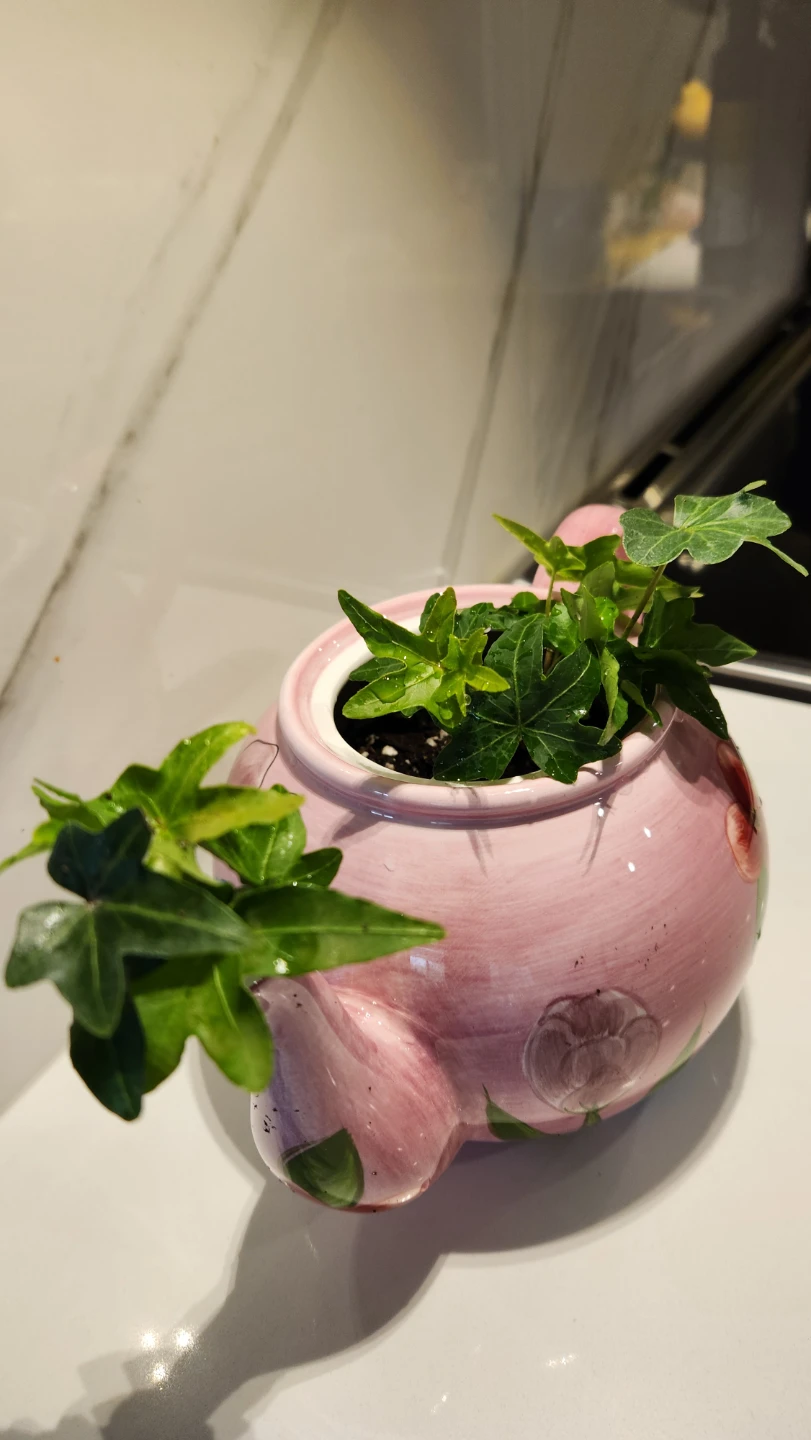 Garden styled teapot planter with ivy plant - photo 2