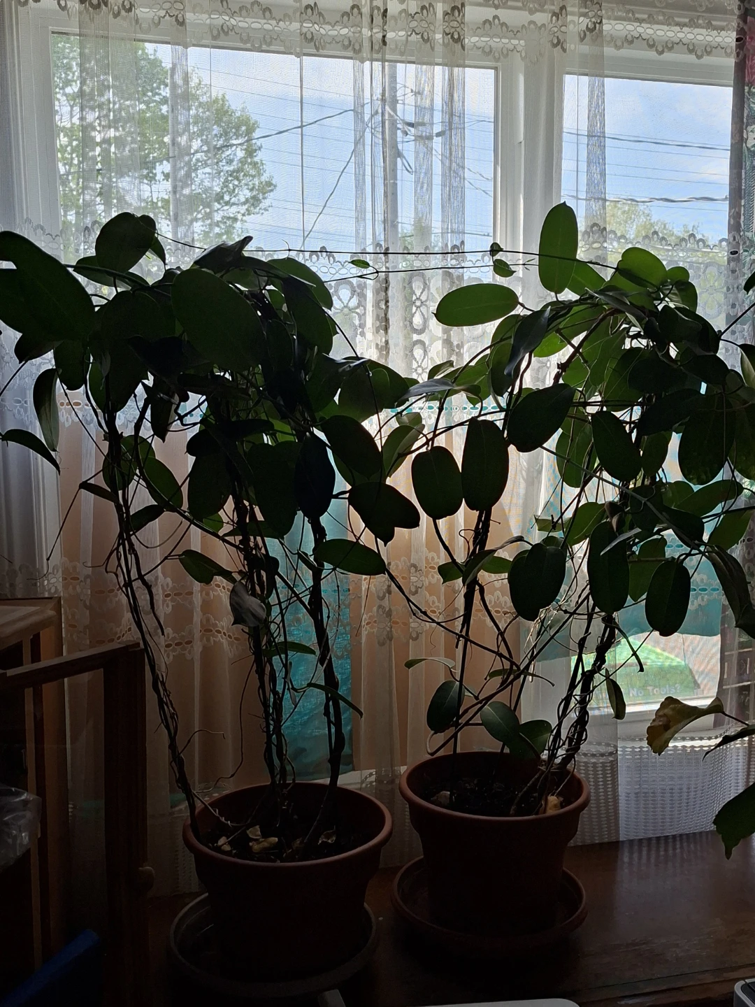 Two Potted  Jasmine plant with Trailing Vines