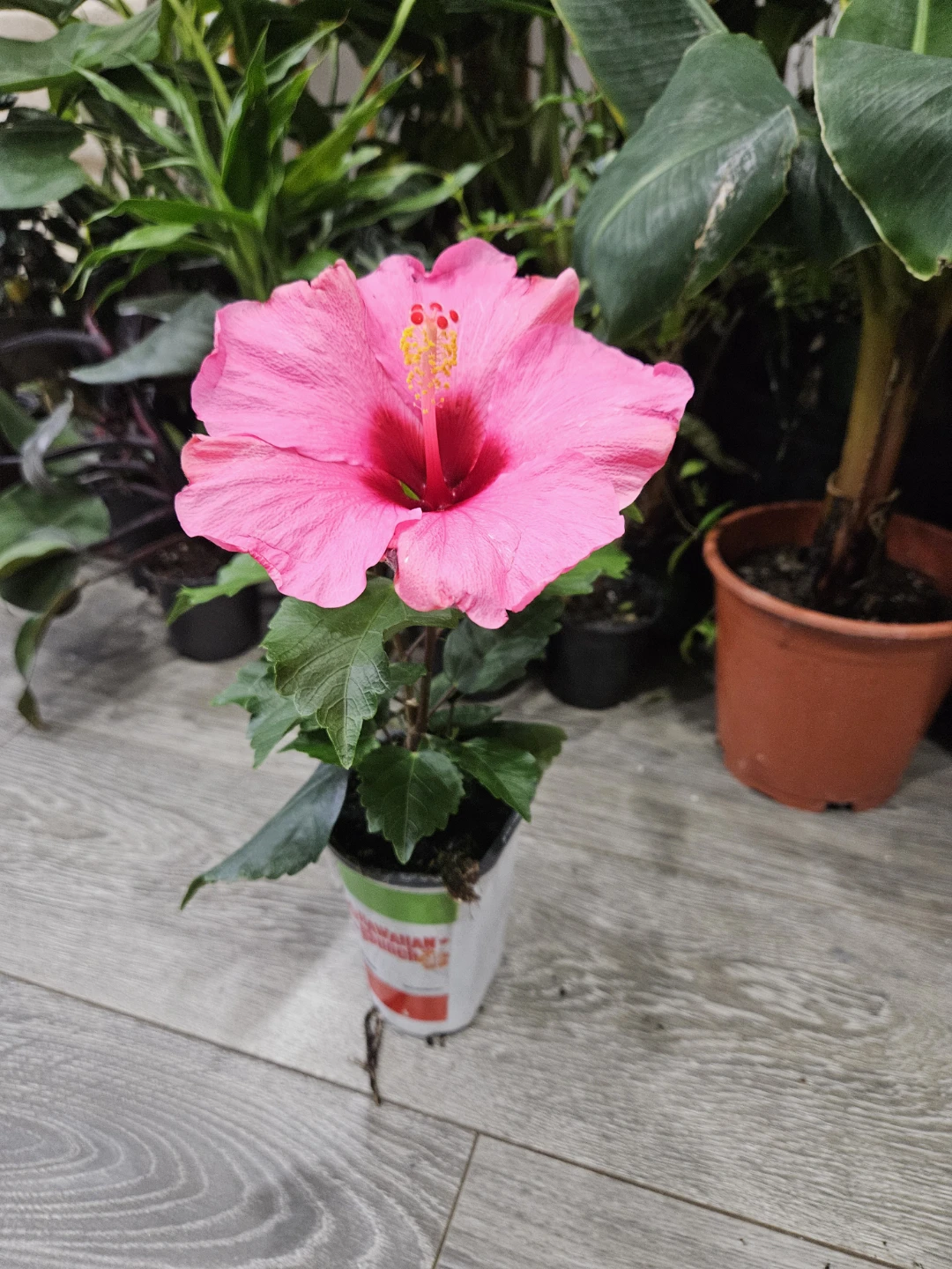 Pink Hibiscus Plant