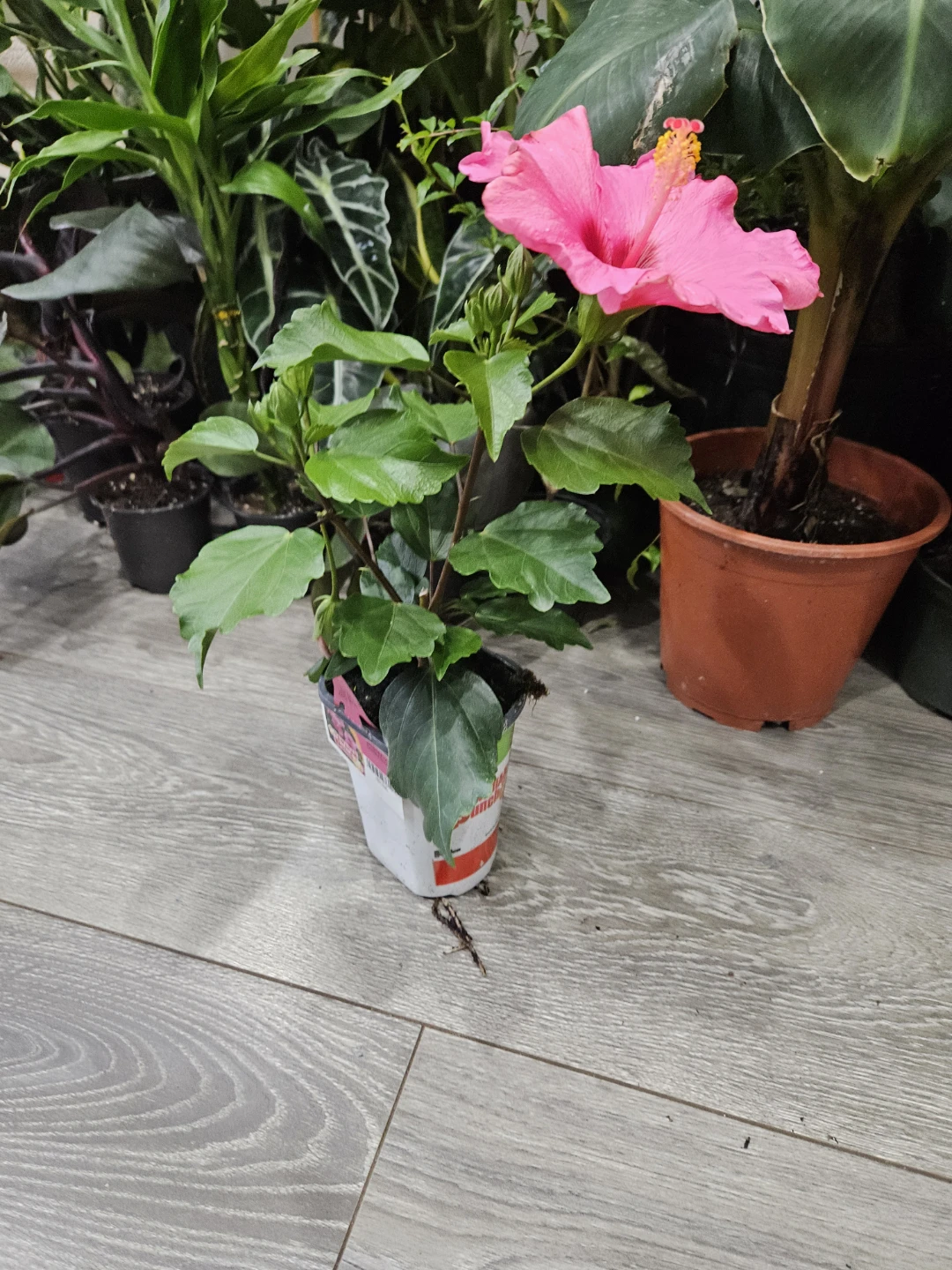 Pink Hibiscus Plant - photo 2