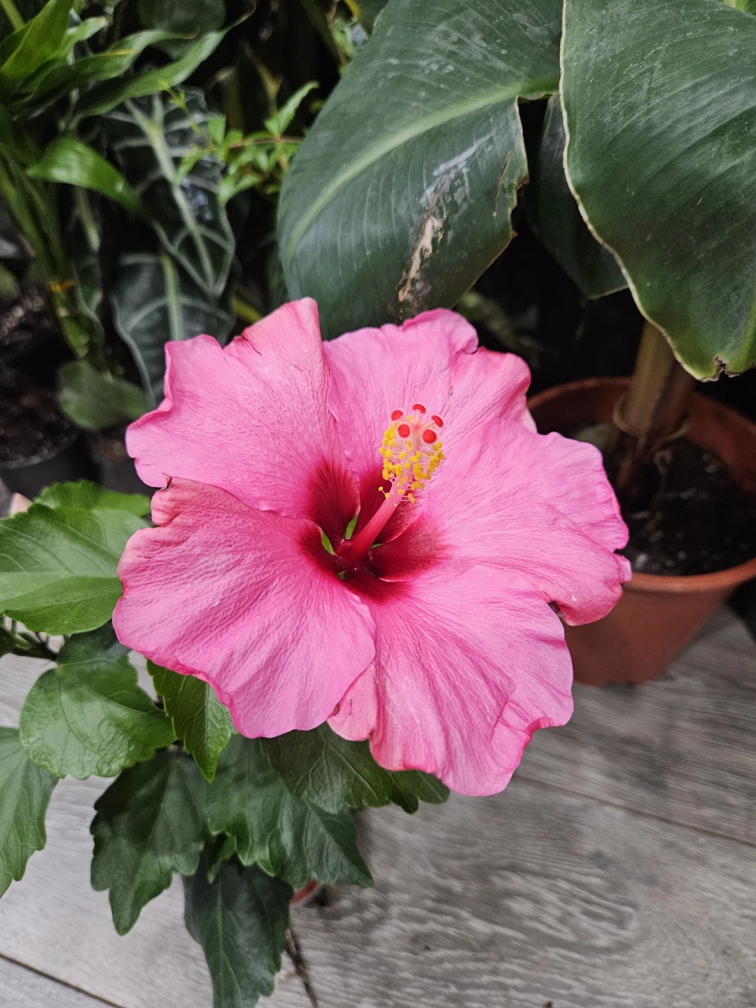 Pink Hibiscus Plant - photo 3