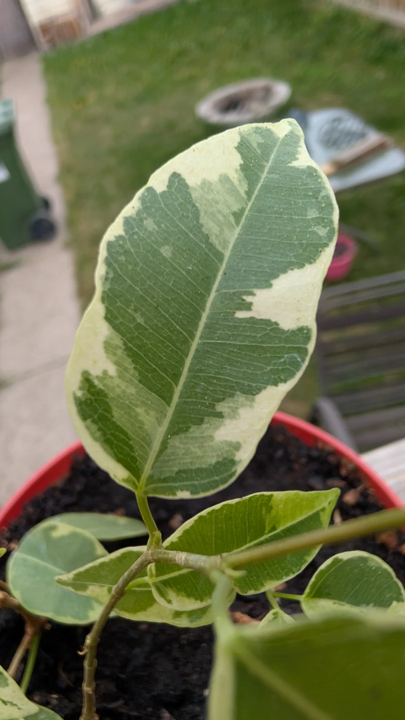 Variegated Ficus Benjamina for sale!