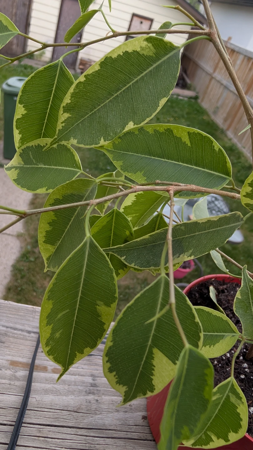 Variegated Ficus Benjamina for sale! - photo 2