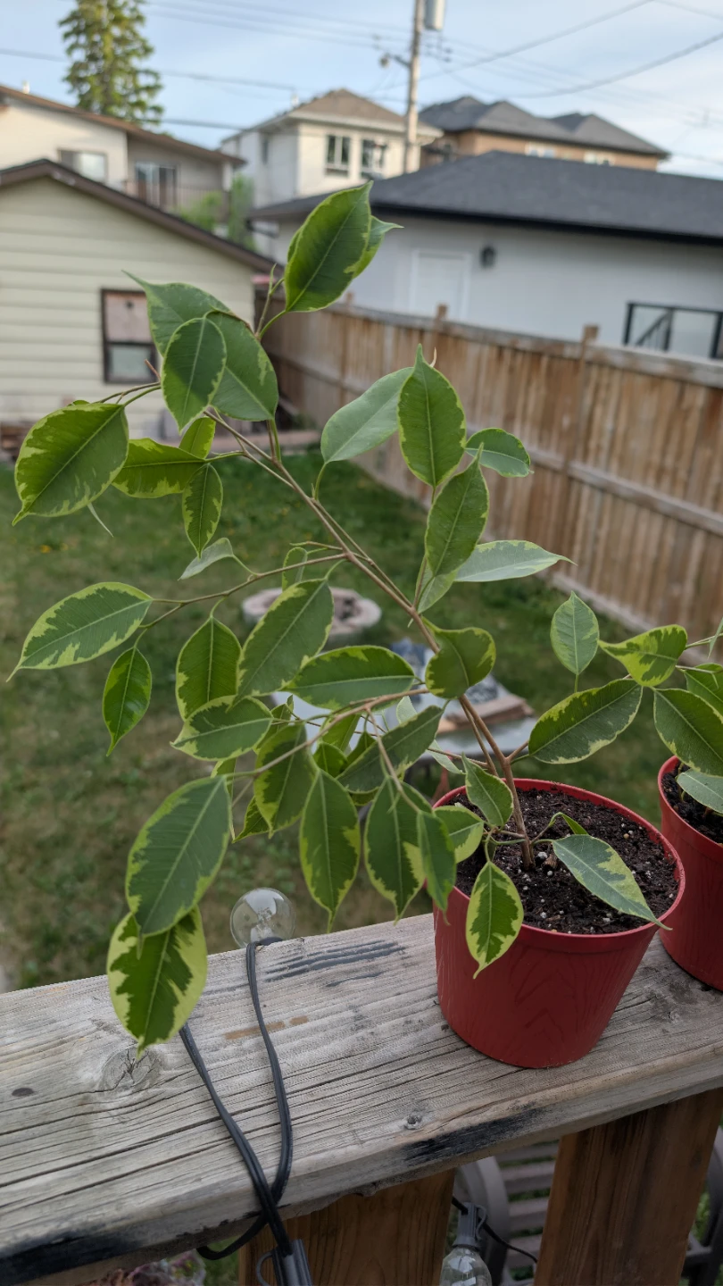 Variegated Ficus Benjamina for sale! - photo 3