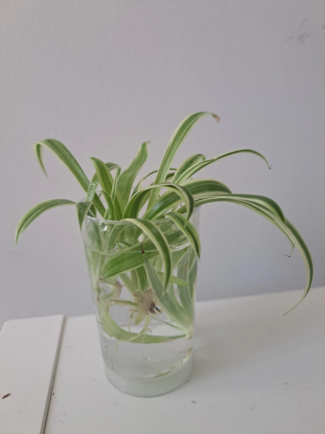 Spider Plant Cutting in Water