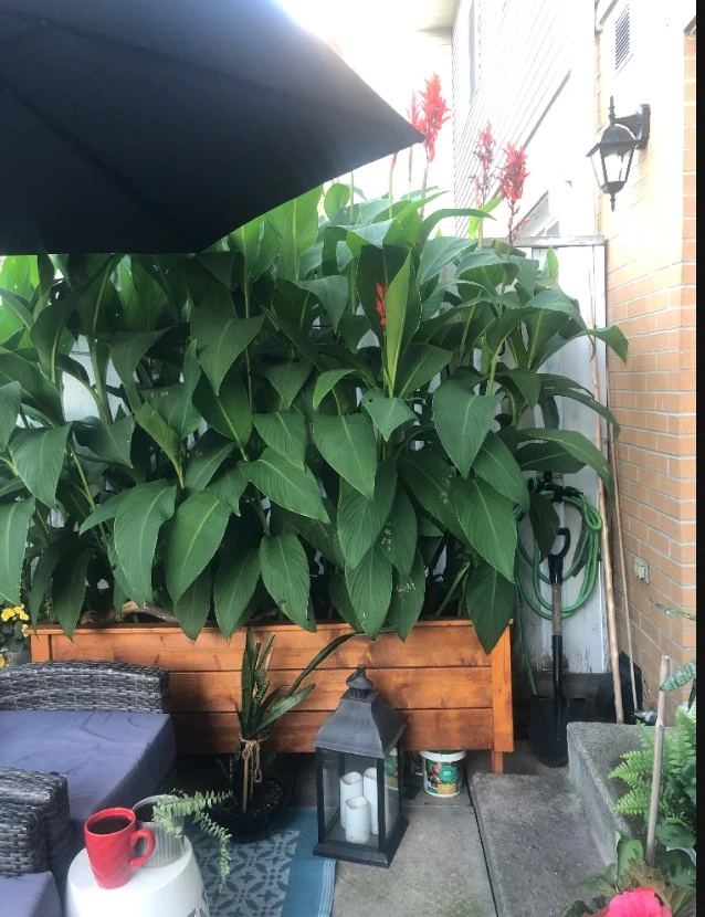 Canna Lily Bulbs - photo 2