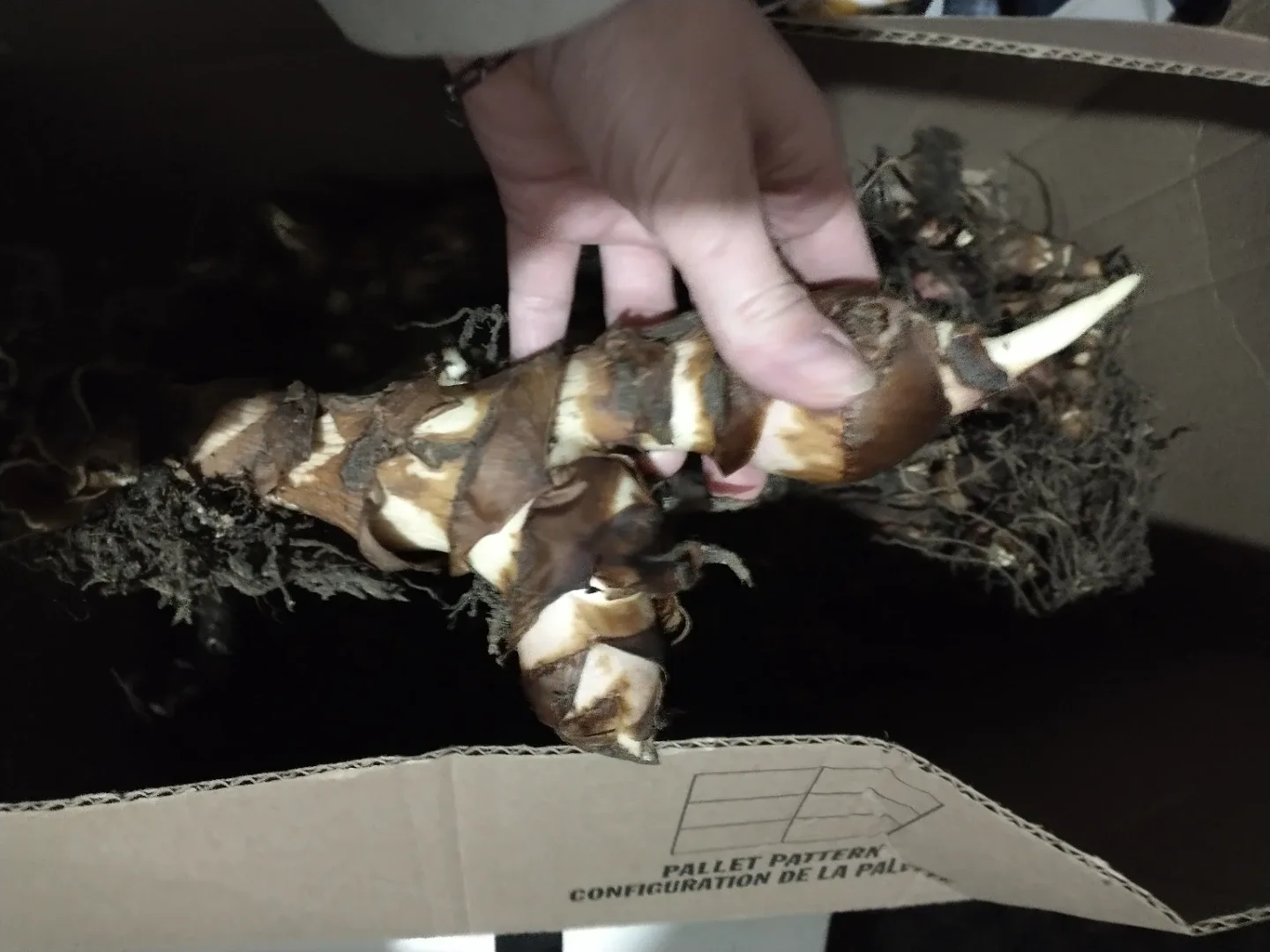 Canna Lily Bulbs - photo 3