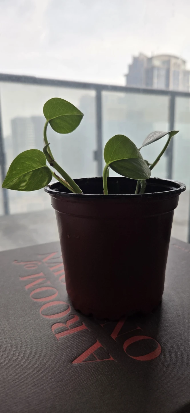 Pothos Plant in Brown Pot - photo 2