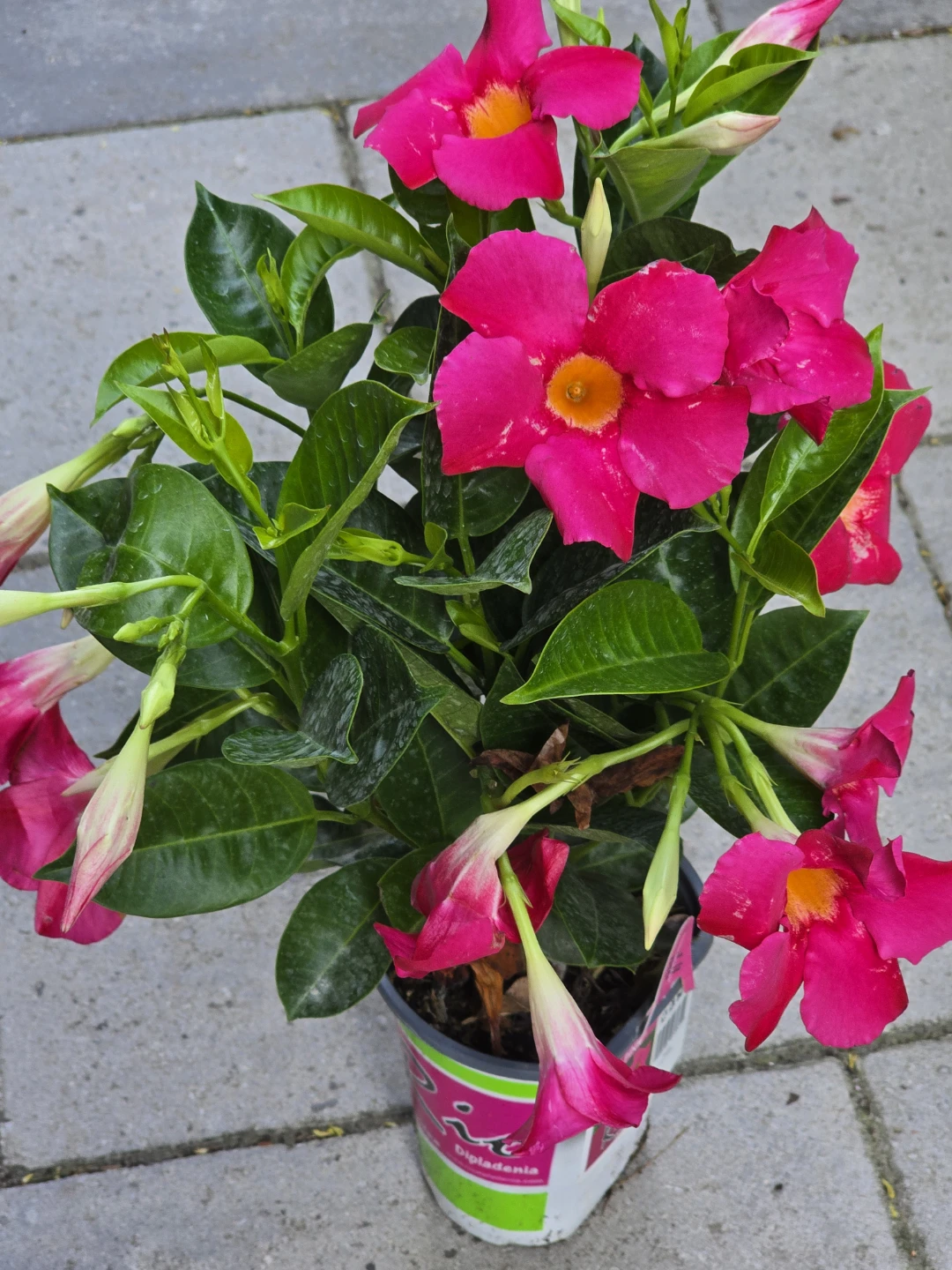 Dipladenia "Rio Pink" Plant