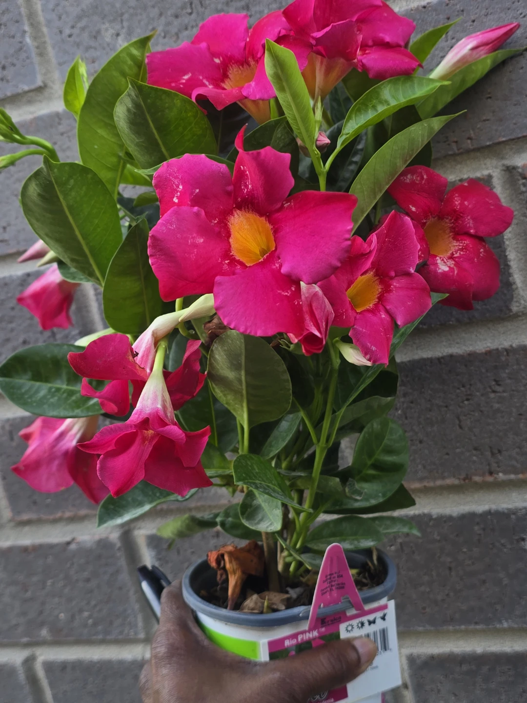 Dipladenia "Rio Pink" Plant - photo 3
