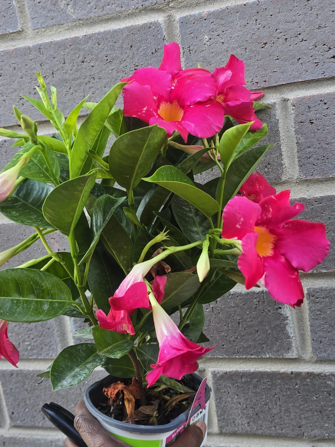 Dipladenia "Rio Pink" Plant - photo 5