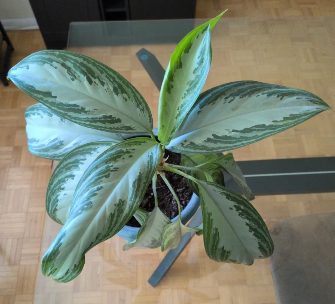 Aglaonema Plant