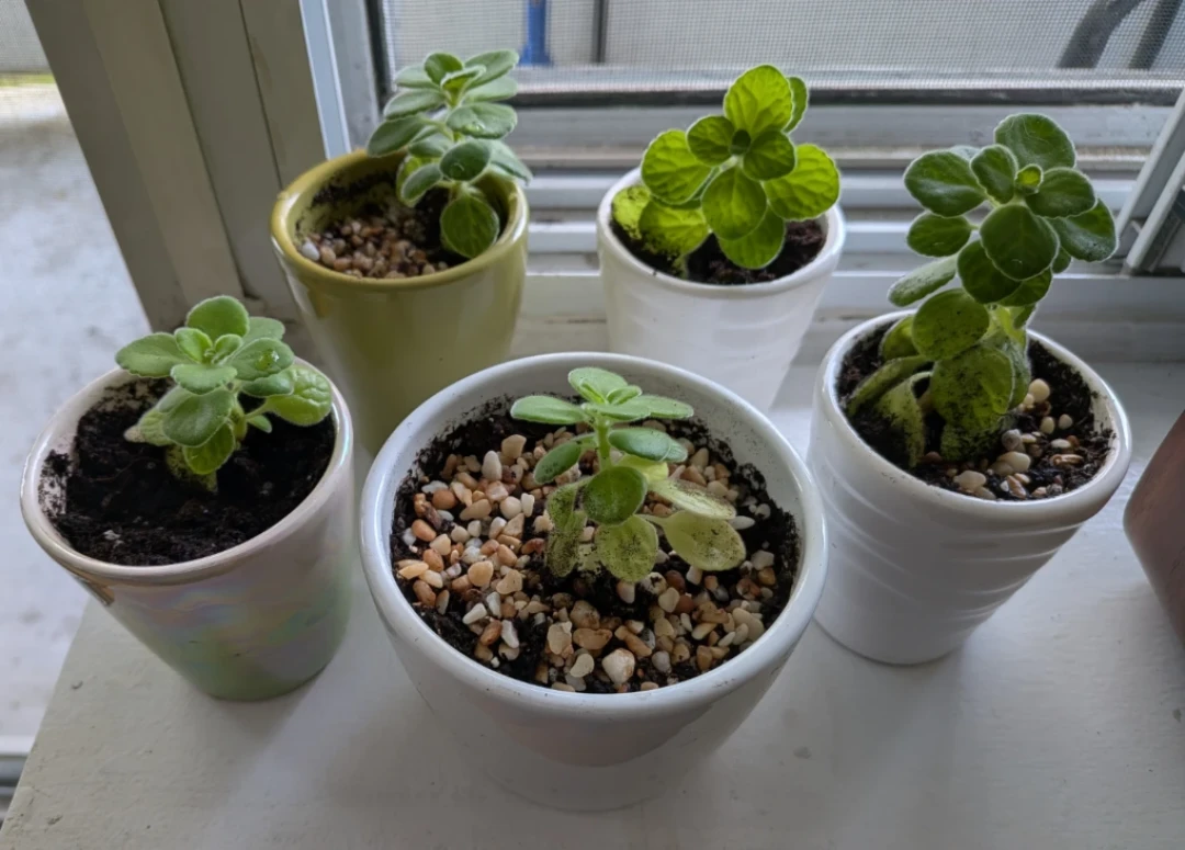 Spring Sale - Assorted Potted Succulents