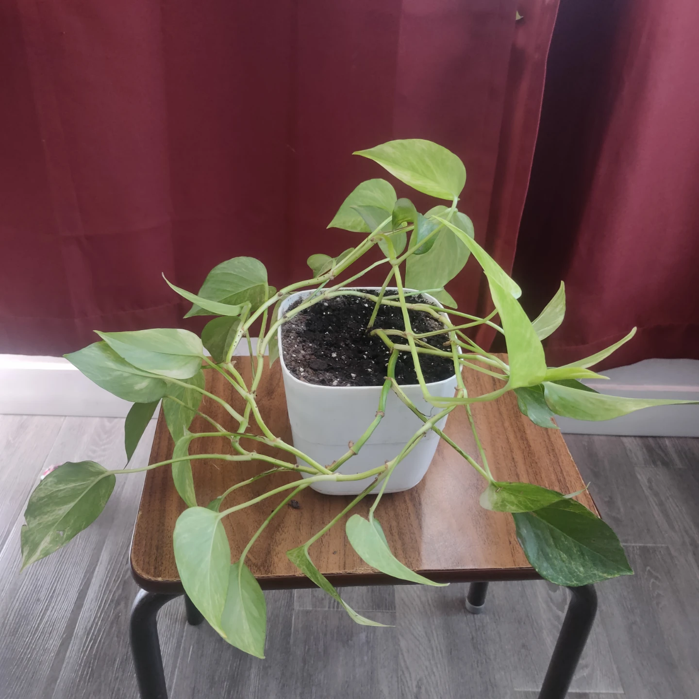 Pothos Vine Plant