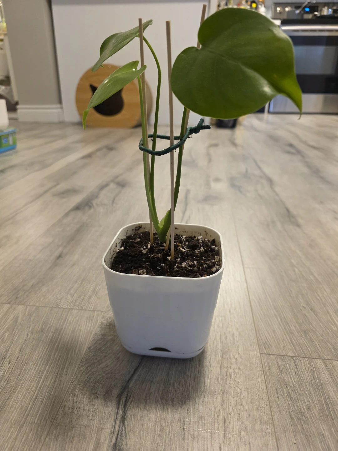 Monstera Plant in White Pot
