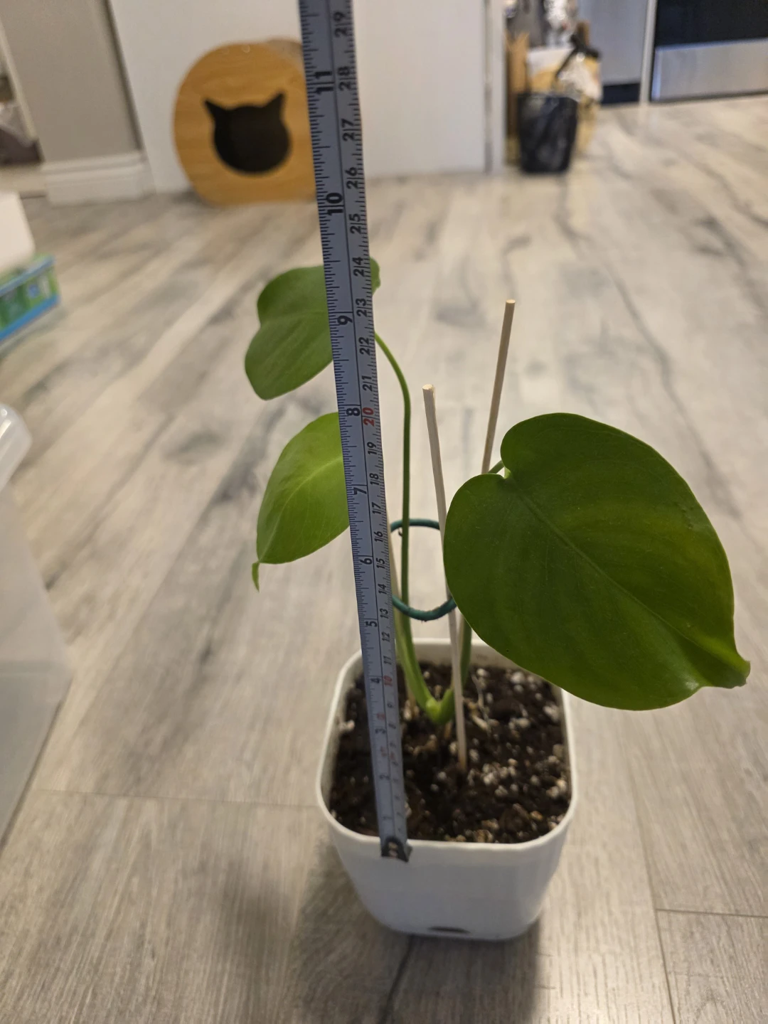 Monstera Plant in White Pot - photo 2