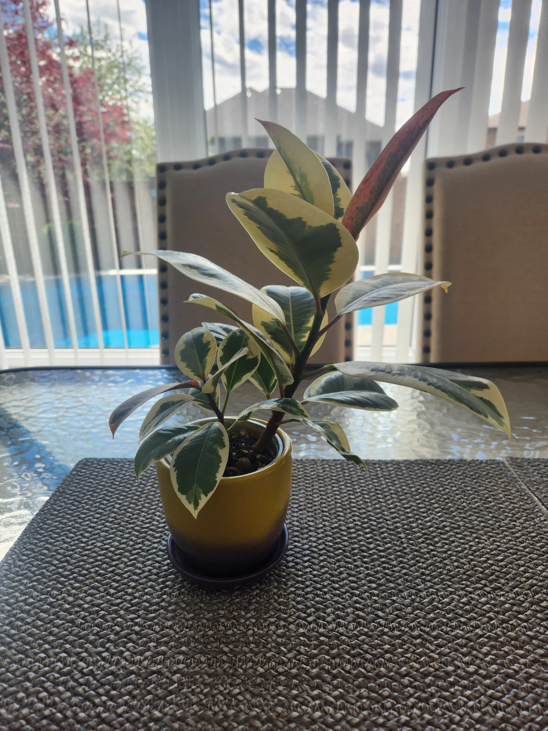 Ficus Elastica/Rubber Plant Tineke - photo 3