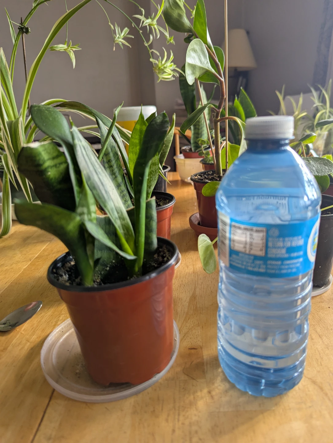 Snake Plant in Pot