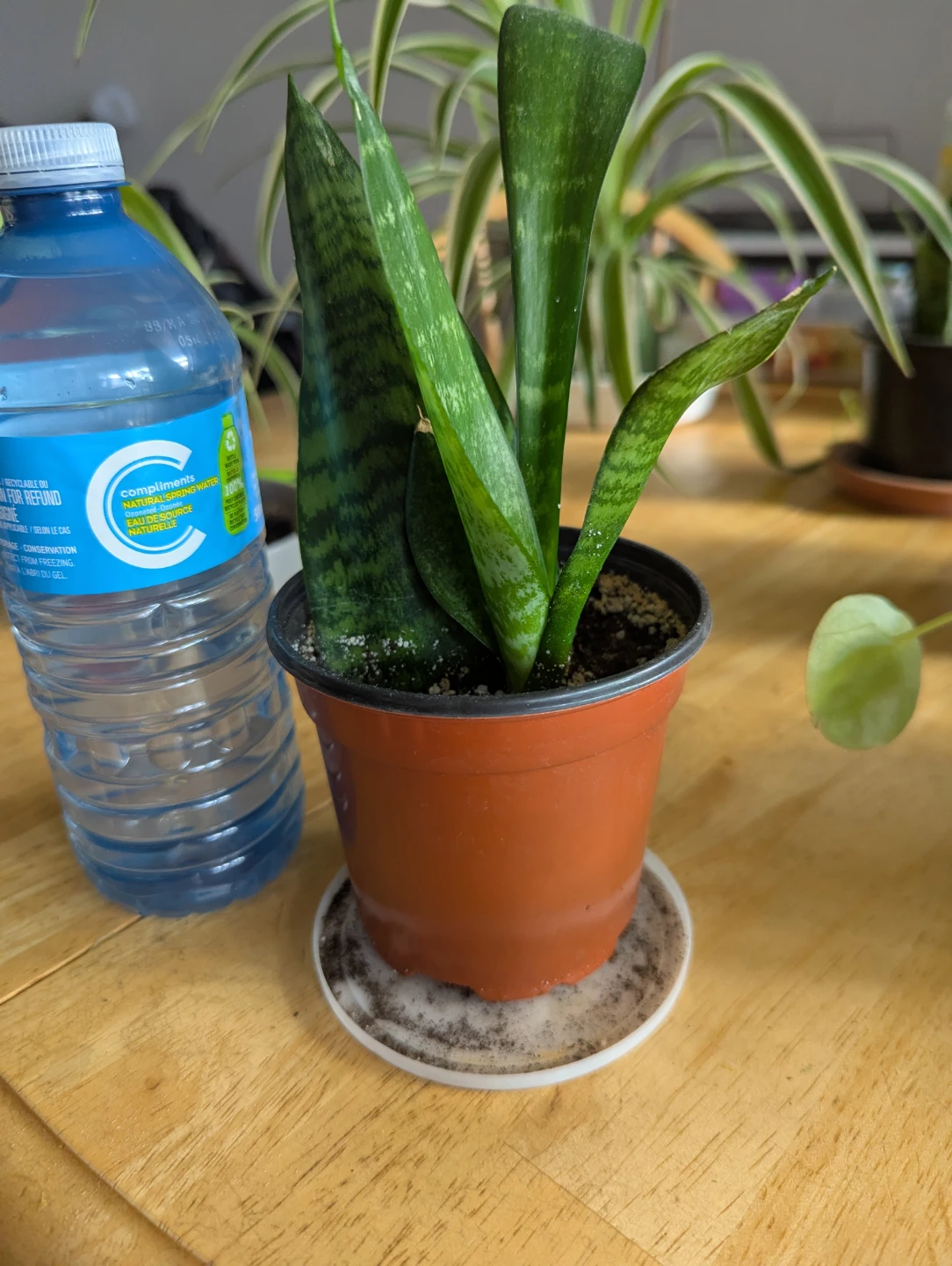 Snake Plant in Pot - photo 2