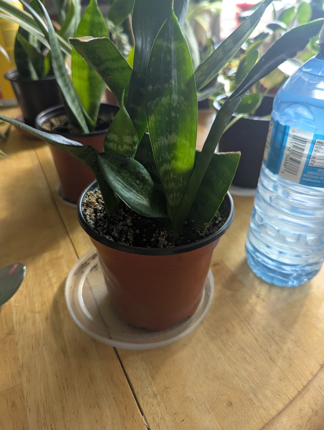 Snake Plant in Pot - photo 4