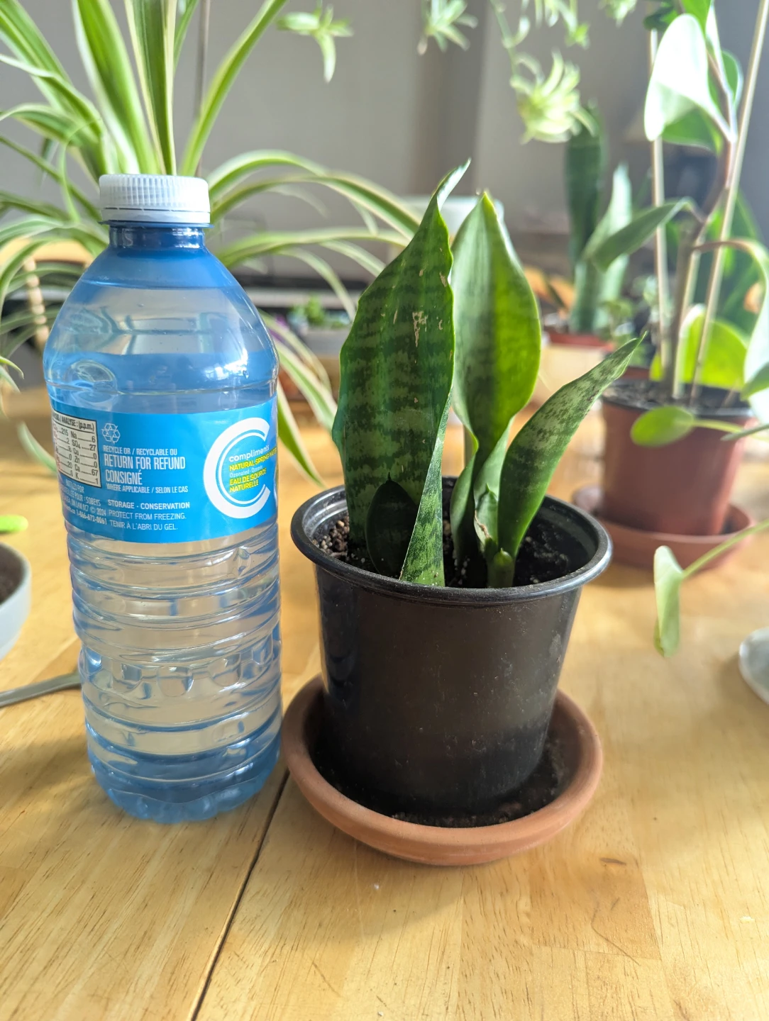 Snake Plant in Pot - photo 5