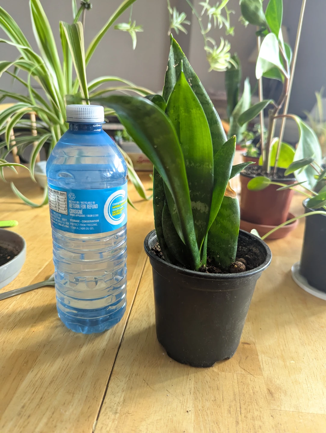 Snake Plant in Pot - photo 4