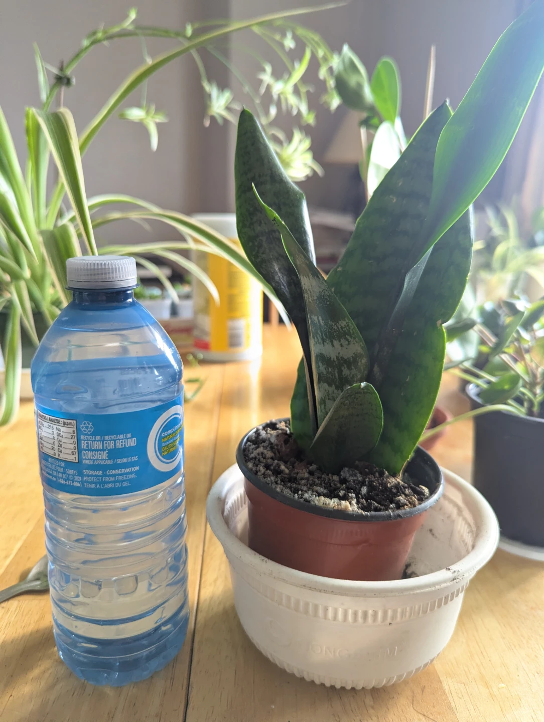 Snake Plant in Pot - photo 5